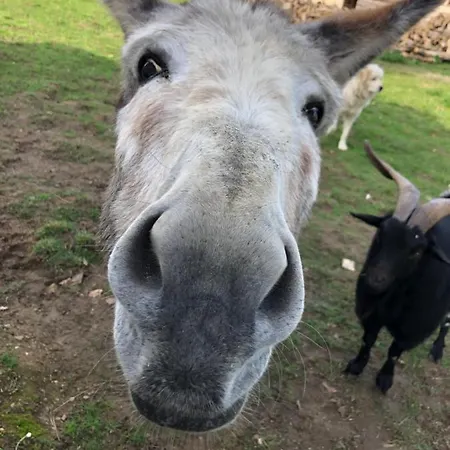 בית הארחה Zen Chateau De La Bouchatte Chazemais