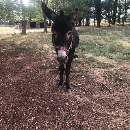 Zen Chateau De La Bouchatte Chazemais