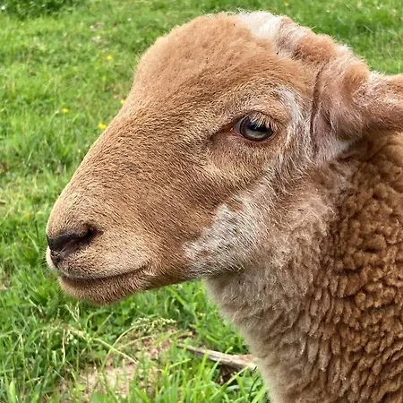 Zen Chateau De La Bouchatte בית הארחה