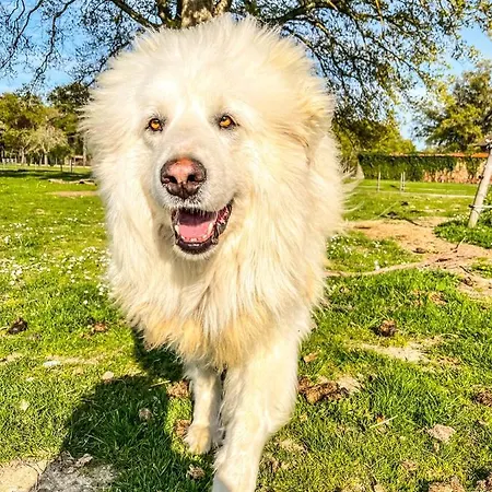 בית הארחה Zen Chateau De La Bouchatte Chazemais