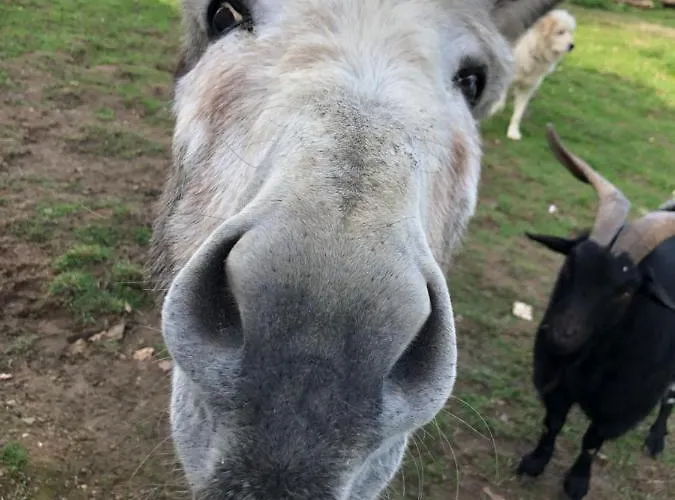 Guest house Zen Chateau De La Bouchatte Chazemais