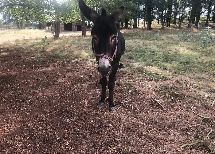 Zen Chateau De La Bouchatte Chazemais